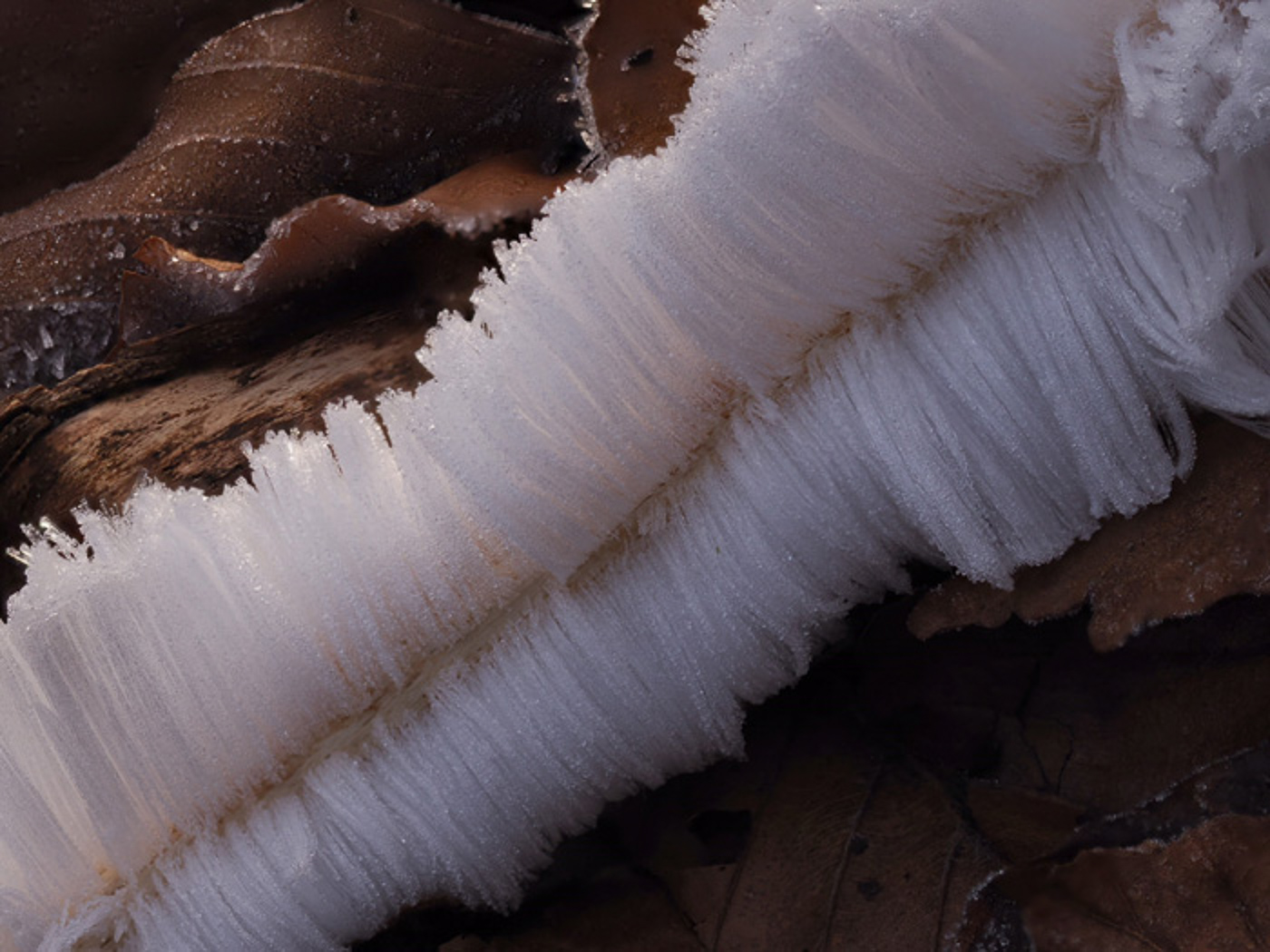 Photo by Sarah Ebdon Exidiopsis effusa by Sarah Ebdon